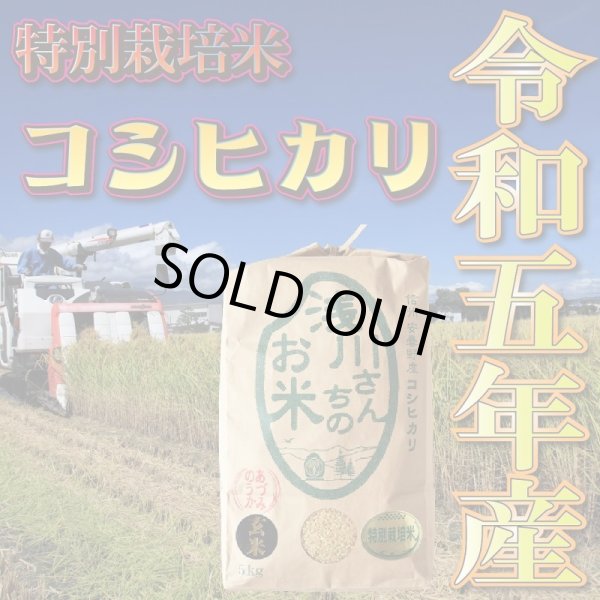 画像1: 令和5年収穫 長野県安曇野産 特別栽培米「浅川さんちのお米」 コシヒカリ (1)