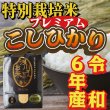 画像5: 令和6年収穫 長野県安曇野産 特別栽培米「浅川さんちのお米プレミアム」 コシヒカリ (5)