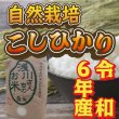 画像5: 令和6年収穫 長野県安曇野産 自然栽培　「浅川さんちのお米」コシヒカリ (5)