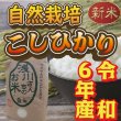 画像1: 令和6年収穫 長野県安曇野産 自然栽培　「浅川さんちのお米」コシヒカリ (1)