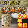 画像5: 令和6年収穫 長野県安曇野産 特別栽培米「浅川さんちのお米」 コシヒカリ (5)