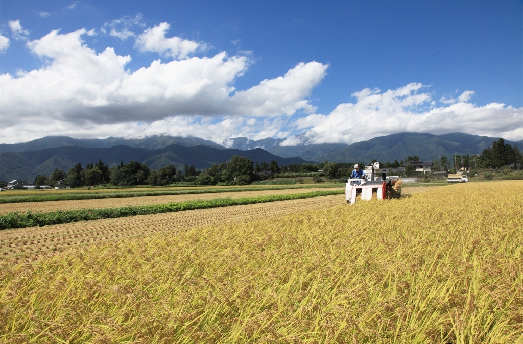 長野県安曇野産 農薬不使用 特別栽培米コシヒカリを全国へ通販。